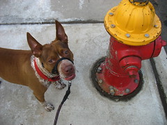 Photo/Flickr: Some days you're the dog, others the fire hydrant