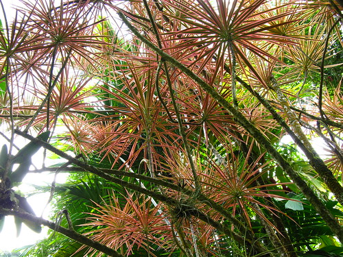 Dracaena marginata, Hawaii Tropical Botanical Garden