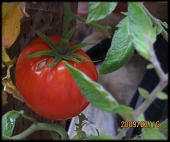 march_tomato