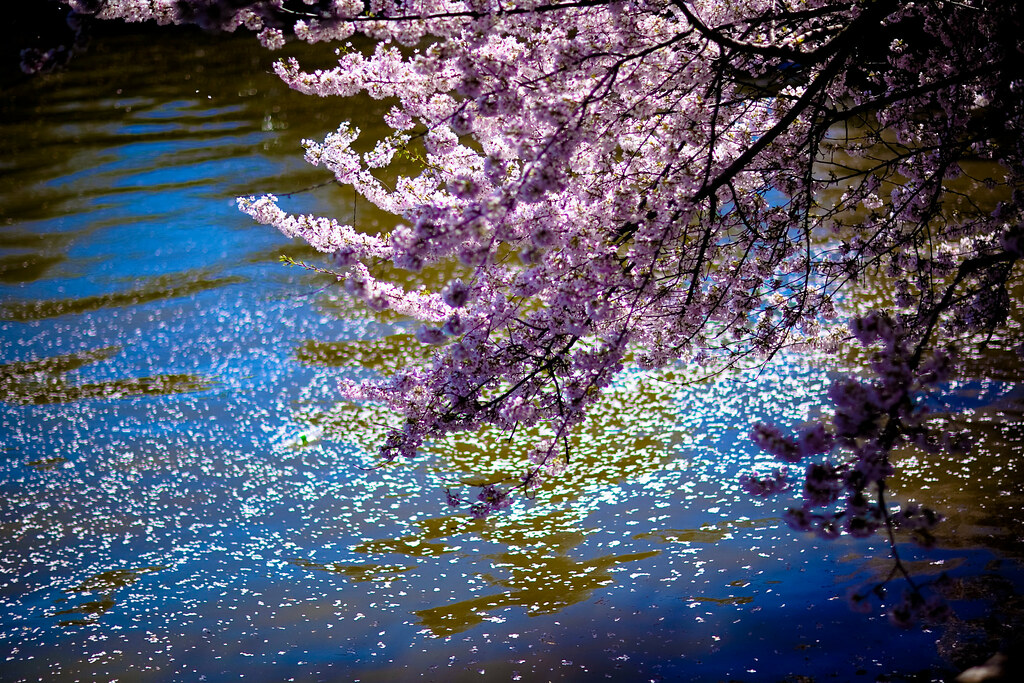Washington D.C. Cherry Blossoms (3 of 7)