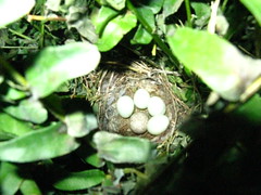 Bird's nest with eggs in the hanging fern