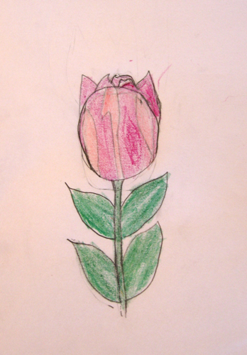 Tulip--Nature Journal by Zippy age 9
