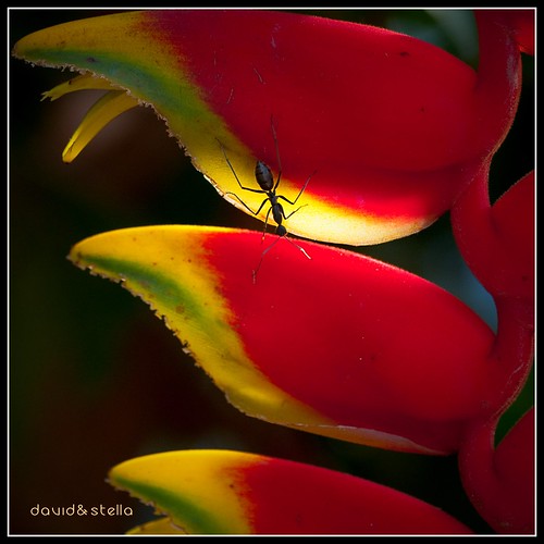 Ant on Hanging Crab Claw {heliconia rostrata}