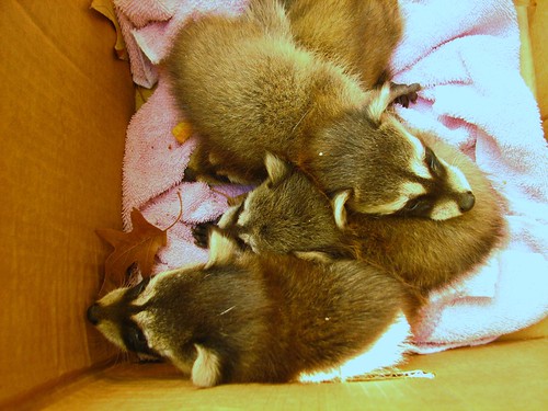 four baby raccoons