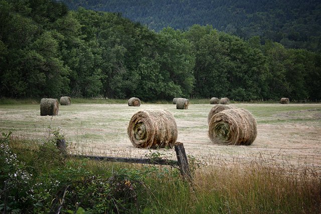 Hay field on the Old Coos Bay Wagon Rd, Douglas County Oregon