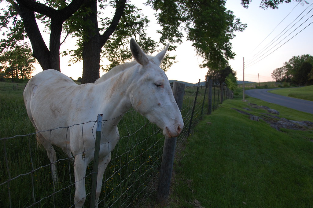 2009May - Lexington Horse