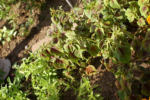 amaranth leaves