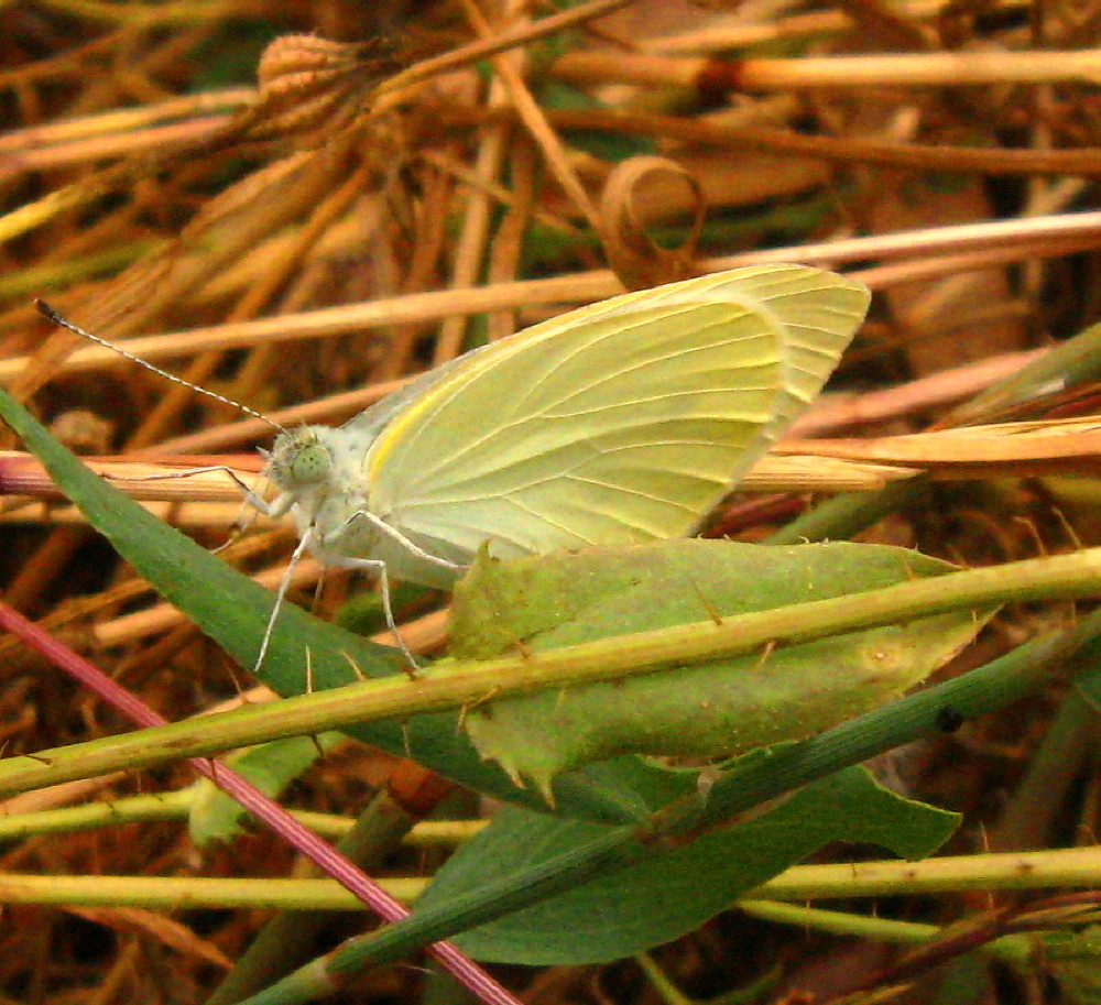20-05-2011-butterfly2