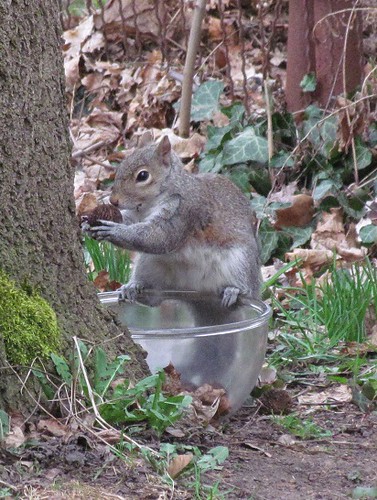 Squirrel Trick or Treat