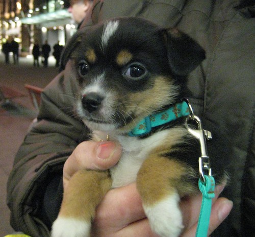 A tiny puppy