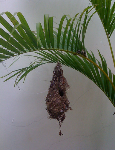 Bird's Nest in my house!