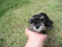 Truman was so small when we first got him. (03/14/2009)
