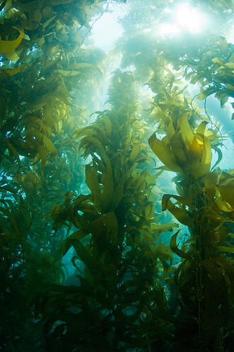 Tall Kelp