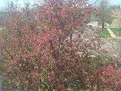Tree in blossom in my yard