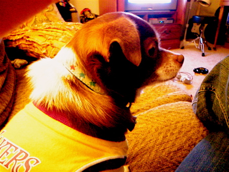 fat dog in a lil Laker jersey.