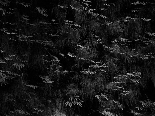 fern canyon wall grayscale
