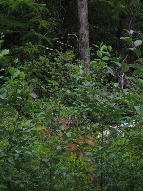 a deer among trees near Hydaburg, Alaska