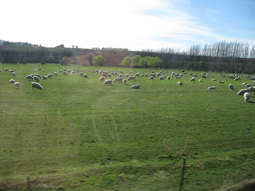 So many sheep in this country!!