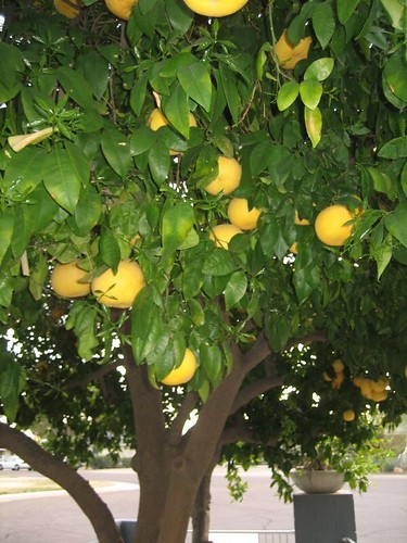 Grapefruit tree....probably 40 years old