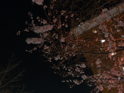 09-03-24【桜】＠香芝-03