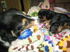 Molly, Jazz and Teddy