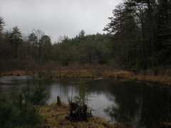 6 - Edmondson Pond