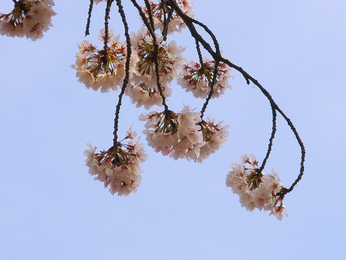 Cherry Blossoms @ Children's Grand Park
