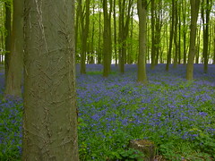 Beeches and Bluebells by Giles C. Watson