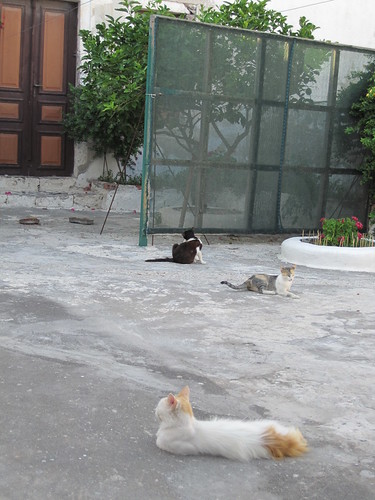Santorini Cats