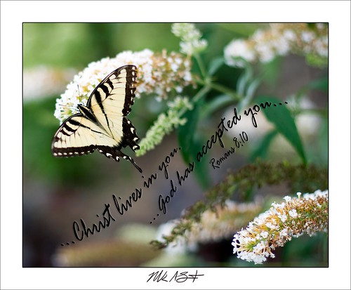 Butterfly on White Butterfly Bush - Romans 8:10