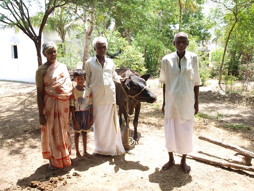 Indian Family, Cow Included