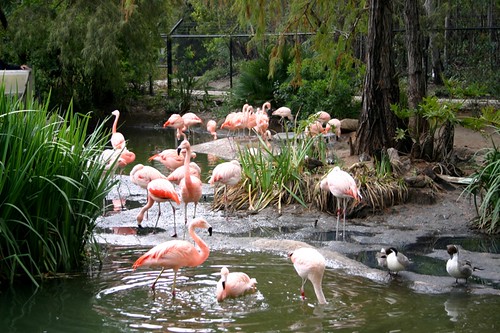flamingo central