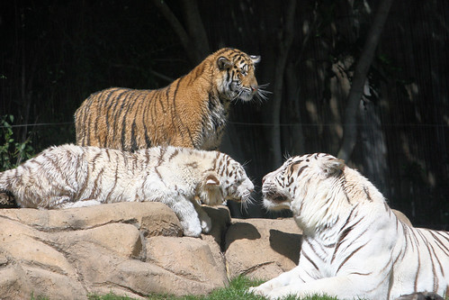 tiger cubs wallpaper. Bengal Tiger Cubs