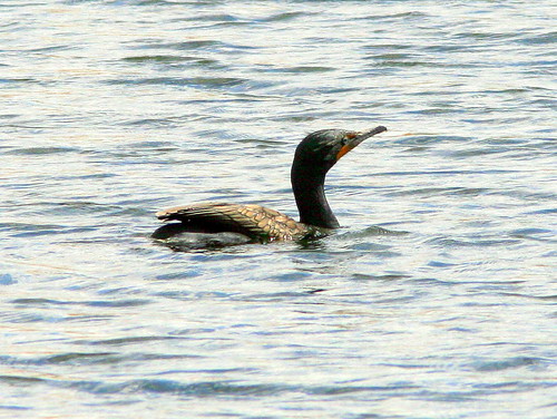 Double-crested Cormorant 20090312