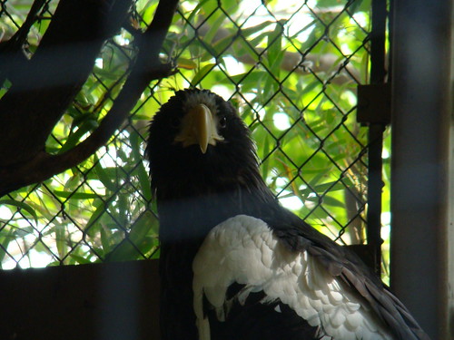 Steller's Sea Eagle at the Los Angeles Zoo