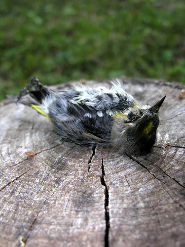 BONELUST - Dead Yellow-rumped Warbler 4