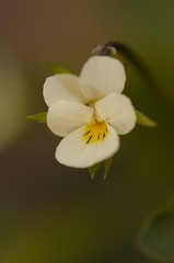 Viola arvensis | Akkerviooltje, Field pansy
