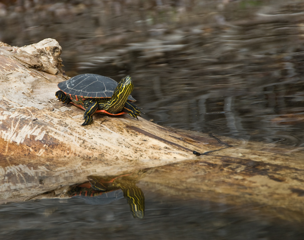 Painted Turtle at Patterson Lake