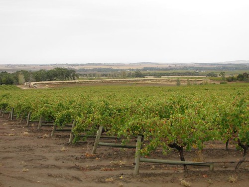 Barossa valley vinyard