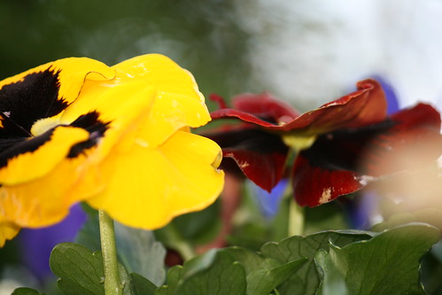 Pansies at attention.