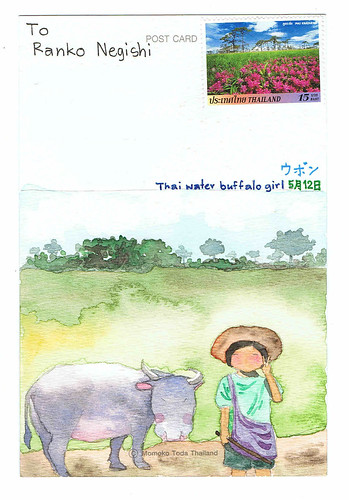 Thai Water Buffalo Girl
