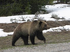 Grizzly Bear