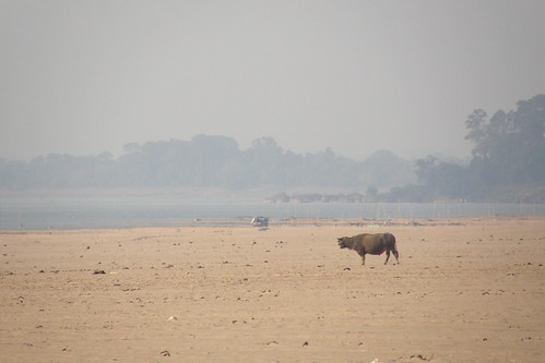 158.沙洲上覓食的牛隻