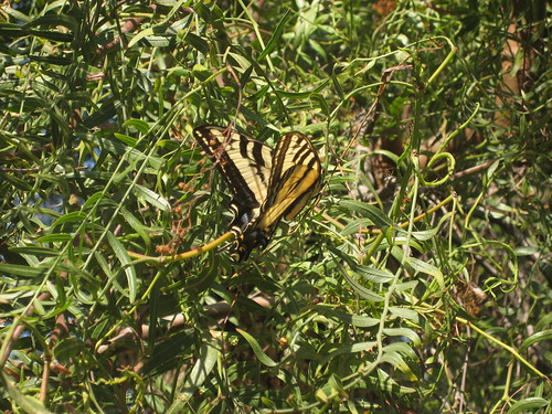 Swallowtail in the canyon
