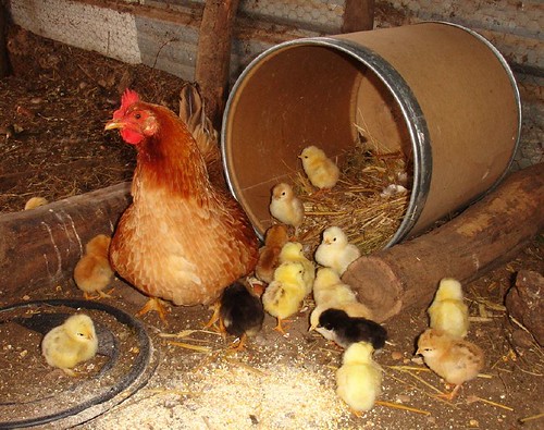 Hen with seventeen newly hatched chicks