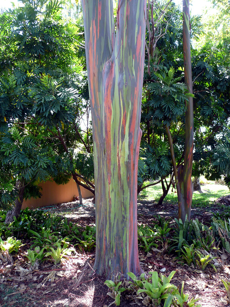 Rainbow Eucalyptus Miami zoo