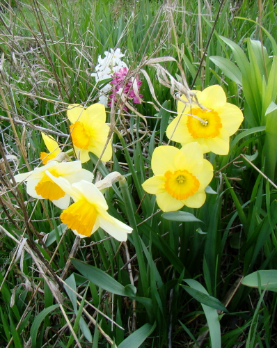 502 Daffodils