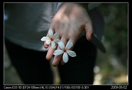 20090502_5六片花瓣的油桐花