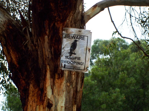 Beware Of The Magpies!