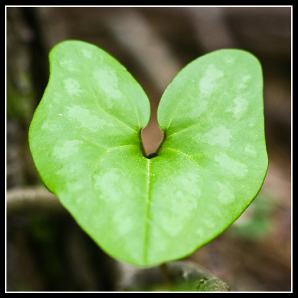 Heart Leaf.2